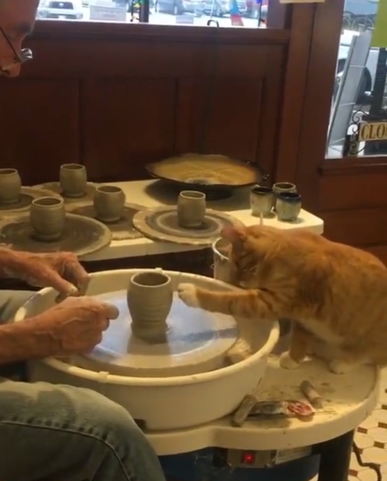 貓星人陶藝師降臨！出手摸摸手拉坏...完美的茶杯就完成啦 ^ↀᴥↀ^