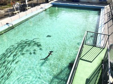 比遊戲場景更奇幻！高知縣「廢校水族館」，游泳池與跳箱都成為海洋生物的家