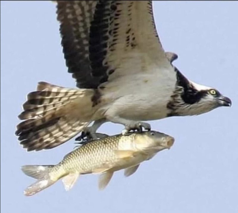 GOD BRAVE STUDIO 原創變形合體機器人『捕食合體 HUNTING HAWK』完全變形 GK 套件預計今冬發售！