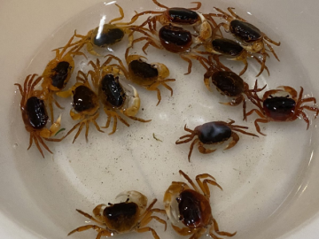推主在超市買了半價的澤蟹問該怎麼辦 結局180度轉變 網友 : 這些螃蟹得救了！