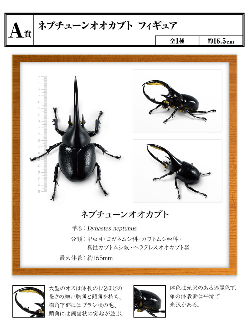 甲蟲王者豪華登場!一番賞昆蟲「世界的昆蟲博物館」蟬蛹、雞母蟲 甲蟲王者豪華登場!一番賞昆蟲「世界的昆蟲博物館」蟬蛹、雞母蟲