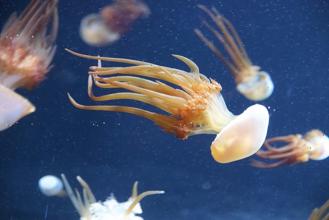 海岸出現大量「透明餃子」！醫師緊張發文喊「千萬別手賤」，原來這就是僧帽水母(☉д⊙)