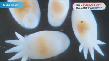 看著看著就餓了！日本發現「長得像切花香腸」新種生物，迷你模樣超可愛