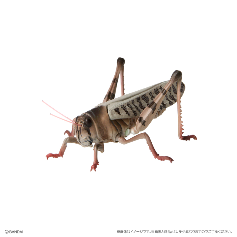 GASHAPON 新系列「昆蟲大圖鑑迷你收藏 昆蟲02」轉蛋 枯葉螳螂、幽靈螳螂登場!