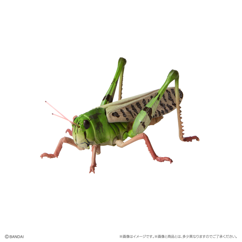 GASHAPON 新系列「昆蟲大圖鑑迷你收藏 昆蟲02」轉蛋 枯葉螳螂、幽靈螳螂登場!