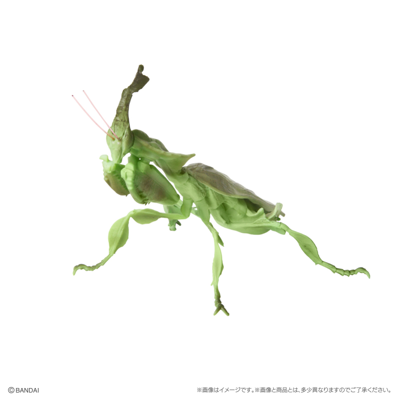 GASHAPON 新系列「昆蟲大圖鑑迷你收藏 昆蟲02」轉蛋 枯葉螳螂、幽靈螳螂登場!