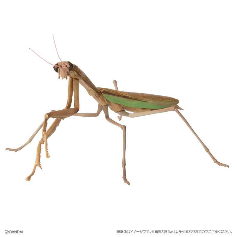 GASHAPON 新系列「昆蟲大圖鑑迷你收藏 昆蟲02」轉蛋 枯葉螳螂、幽靈螳螂登場!