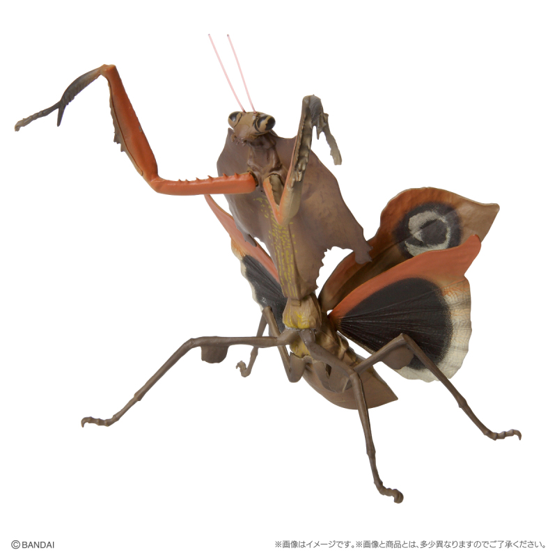 GASHAPON 新系列「昆蟲大圖鑑迷你收藏 昆蟲02」轉蛋 枯葉螳螂、幽靈螳螂登場!