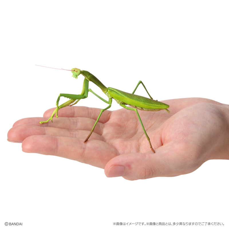 GASHAPON 新系列「昆蟲大圖鑑迷你收藏 昆蟲02」轉蛋 枯葉螳螂、幽靈螳螂登場!