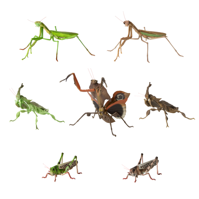 GASHAPON 新系列「昆蟲大圖鑑迷你收藏 昆蟲02」轉蛋 枯葉螳螂、幽靈螳螂登場!