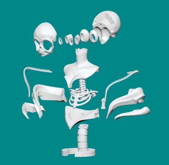 原來動漫少女的頭骨長這樣?造型作家榎木ともひで出道 25 周年記念作品『二次元風骨骼標本少女 富井ANNA』發表!