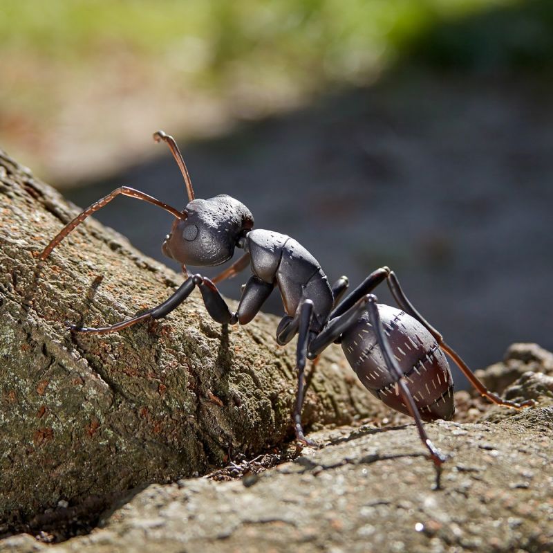 海洋堂「REVO GEO 日本弓背蟻（兩隻套組）」12公分、18處可動再現逼真生物細節！