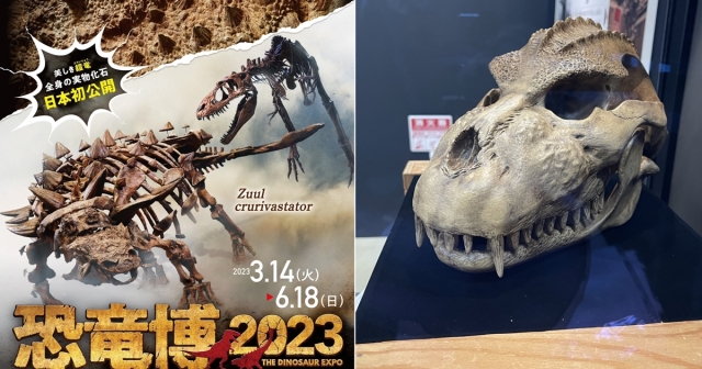 東京科博館「恐龍博2023」展出哥吉拉頭骨！這就是哥吉拉真實存在的證據？！