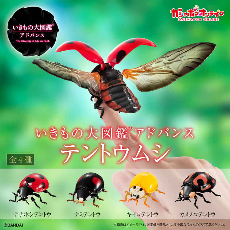 迎接春天的幸運瓢蟲來啦!萬代「生物大圖鑑Ultimate 瓢蟲」線上轉蛋 6公分放大可愛再現