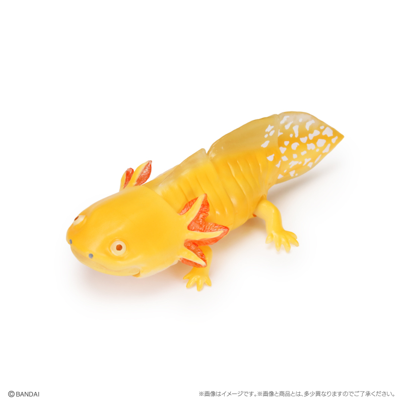 萬代GASHAPON「生物大圖鑑Repti 大山椒魚＆六角恐龍」環保轉蛋 日本國寶級動物來啦！