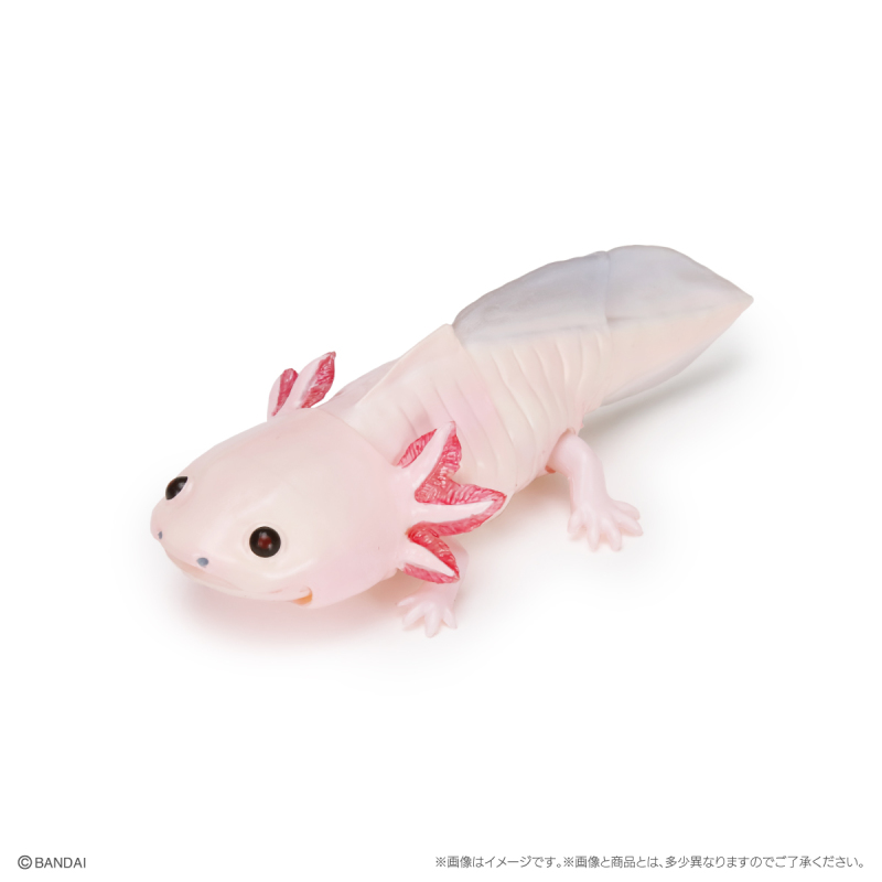 萬代GASHAPON「生物大圖鑑Repti 大山椒魚＆六角恐龍」環保轉蛋 日本國寶級動物來啦！