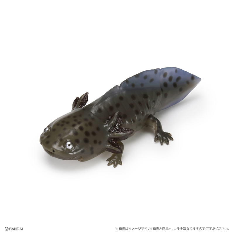 萬代GASHAPON「生物大圖鑑Repti 大山椒魚＆六角恐龍」環保轉蛋 日本國寶級動物來啦！