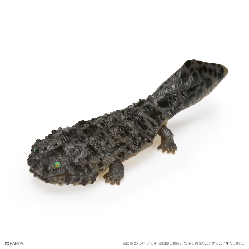 萬代GASHAPON「生物大圖鑑Repti 大山椒魚＆六角恐龍」環保轉蛋 日本國寶級動物來啦！