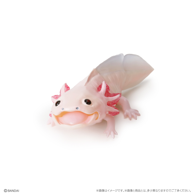 萬代GASHAPON「生物大圖鑑Repti 大山椒魚＆六角恐龍」環保轉蛋 日本國寶級動物來啦！