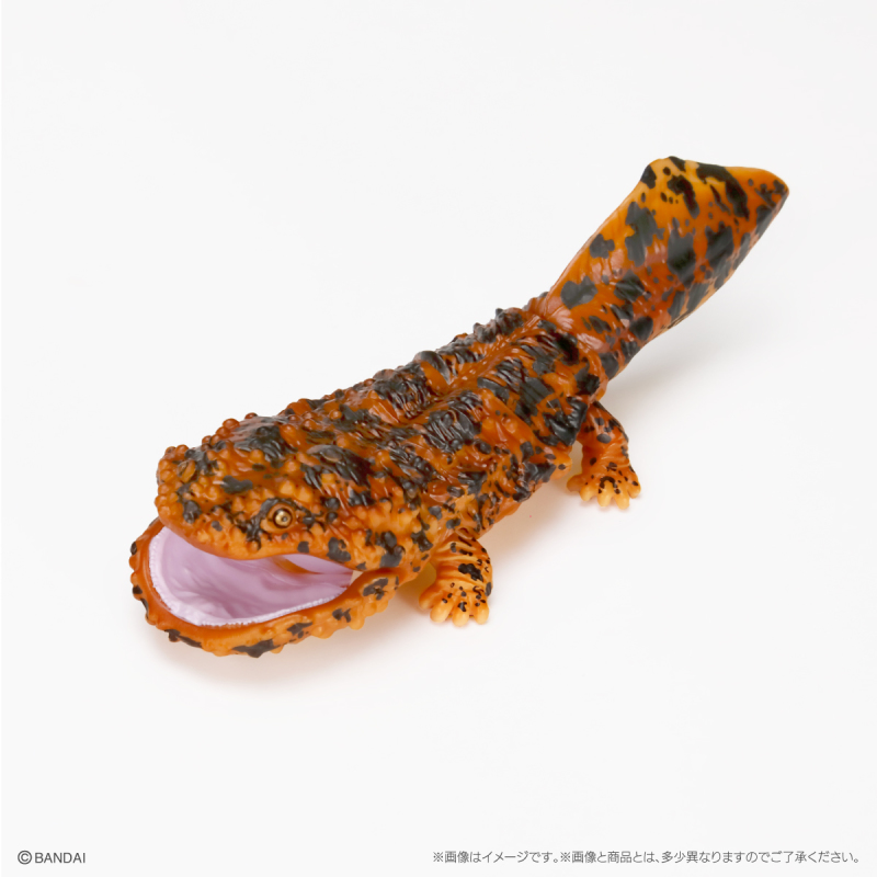 萬代GASHAPON「生物大圖鑑Repti 大山椒魚＆六角恐龍」環保轉蛋 日本國寶級動物來啦！