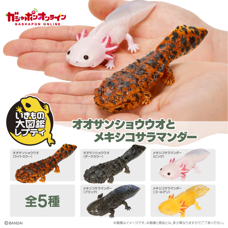 萬代GASHAPON「生物大圖鑑Repti 大山椒魚＆六角恐龍」環保轉蛋 日本國寶級動物來啦！