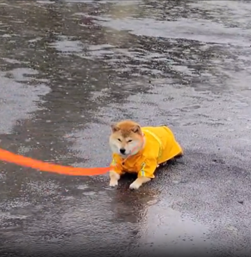 下雨天還是要任性！ 「下雨拒絕回家的柴犬」在推特爆紅網友喊 : 太可愛啦