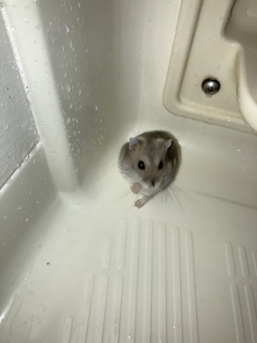 Vtuber半夜接到朋友求救說租屋處有老鼠，仔細一看發現不對勁：這是「倉鼠」耶w