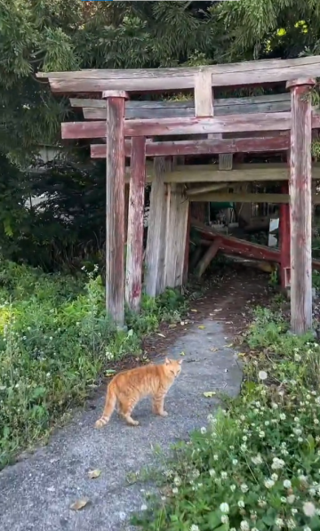 「跟我來吧！」探索神社廢墟遇見嚮導貓咪，難道是遊戲裡新手教程的角色嗎？