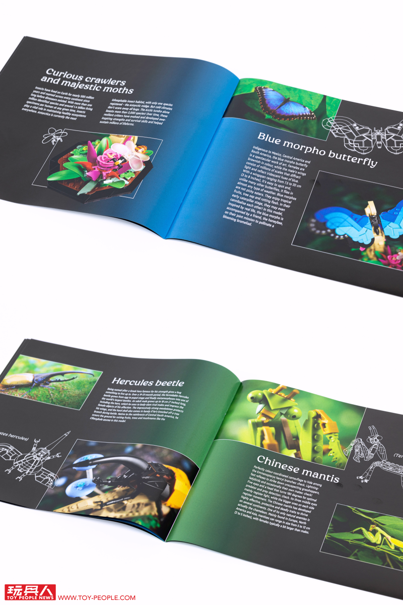 LEGO 21342 Ideas 系列「昆蟲集錦」開箱報告 超乎預期的逼真生物感＆大加分的棲息地展示底座！