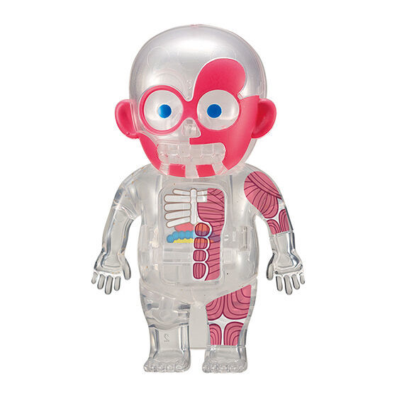 MEGAHOUSE「讓人心跳加速的人體模型 (ドキドキ人体模型) mini」轉蛋