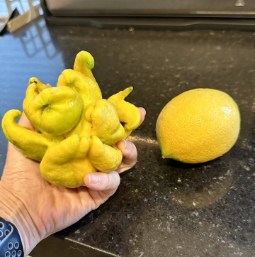 不當檸檬啦！推主自家種出克蘇魯檸檬，今年柑橘類要造反了嗎？
