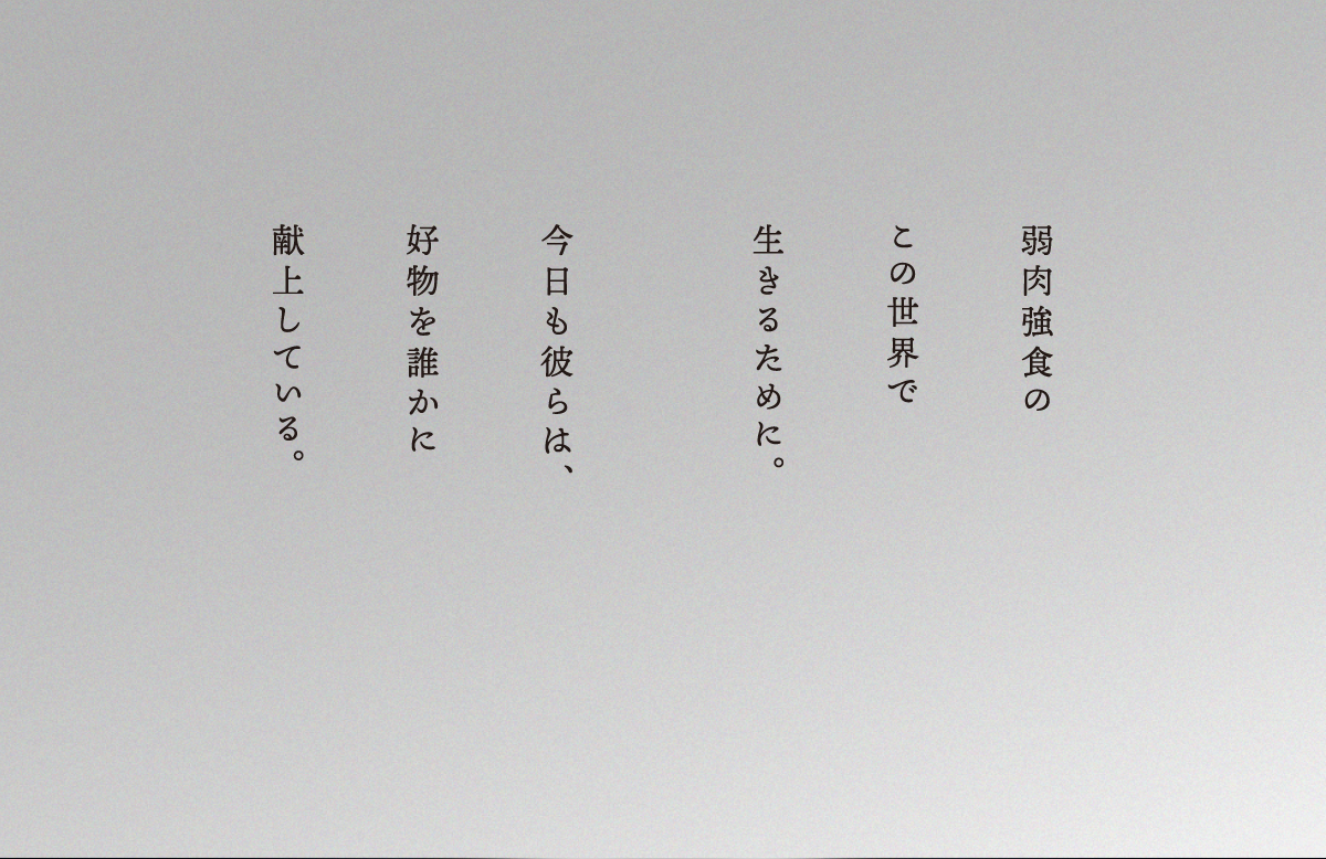 熊貓之穴「請收下。」轉蛋 為了在弱肉強食的世界生存下去、獻上最珍惜之物！（お納めください。）