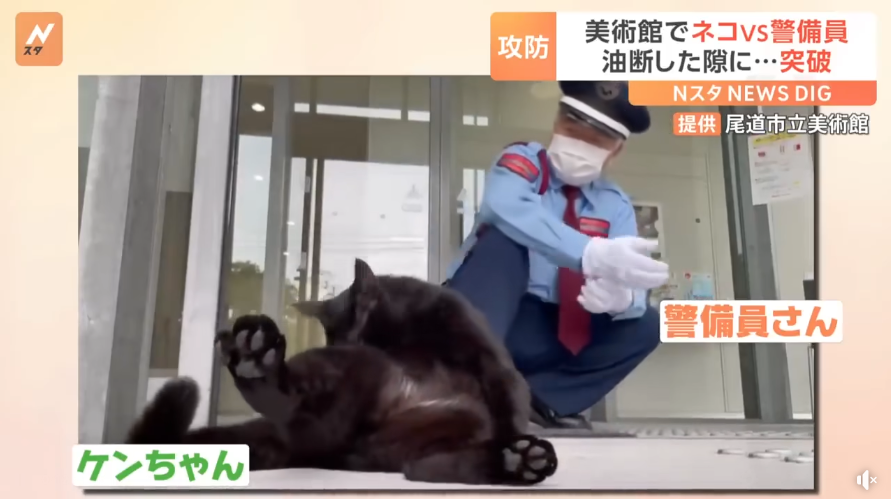 「尾道美術館的貓」連闖展館7年初次突破警衛伯伯防線！背後其實是超溫馨的故事？！
