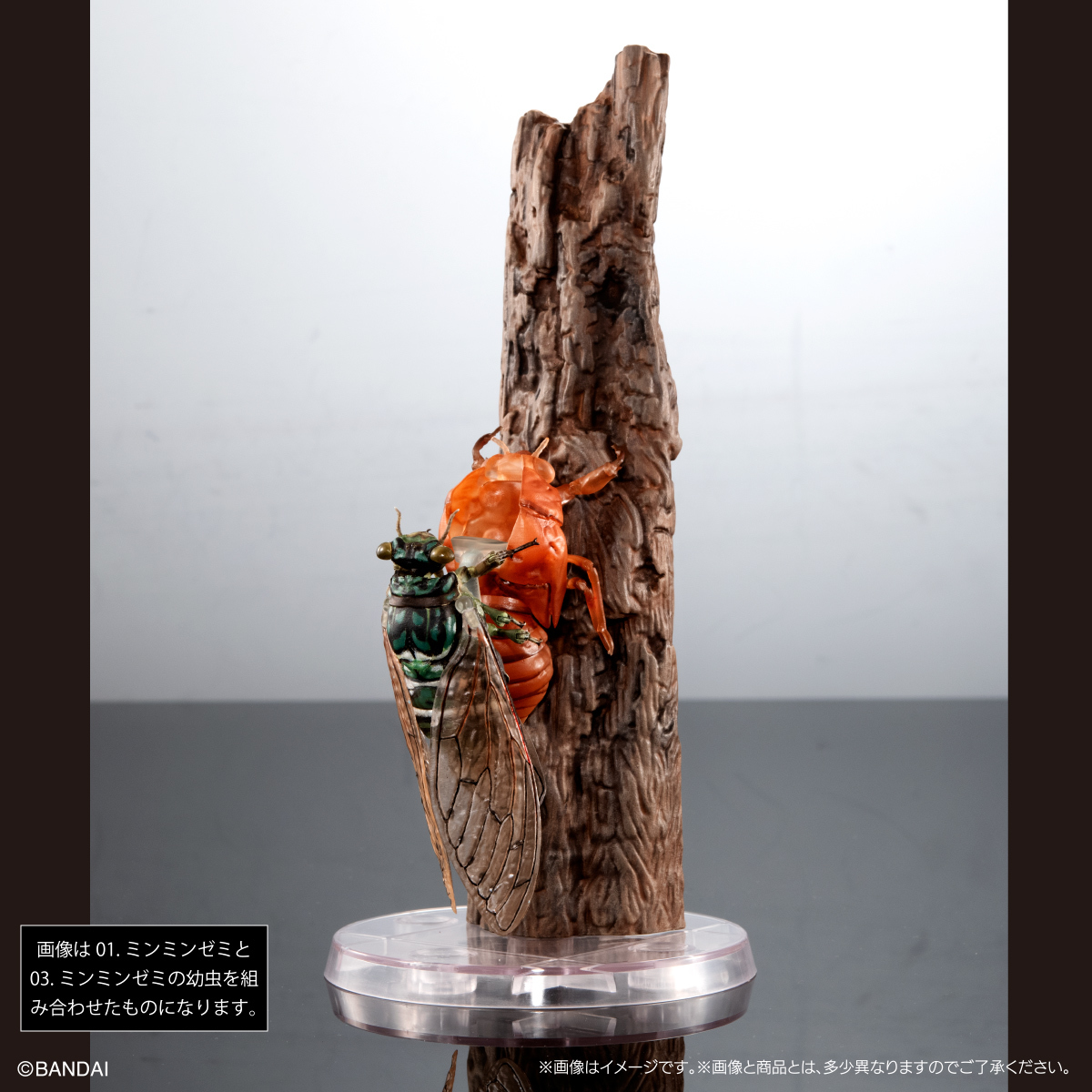 萬代『生物大圖鑑Ultimate 蟬01 展示架套組』附有木頭型支架 夏天就是要抓蟬啊！