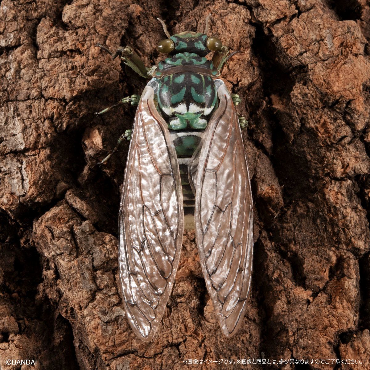 萬代『生物大圖鑑Ultimate 蟬01 展示架套組』附有木頭型支架 夏天就是要抓蟬啊！