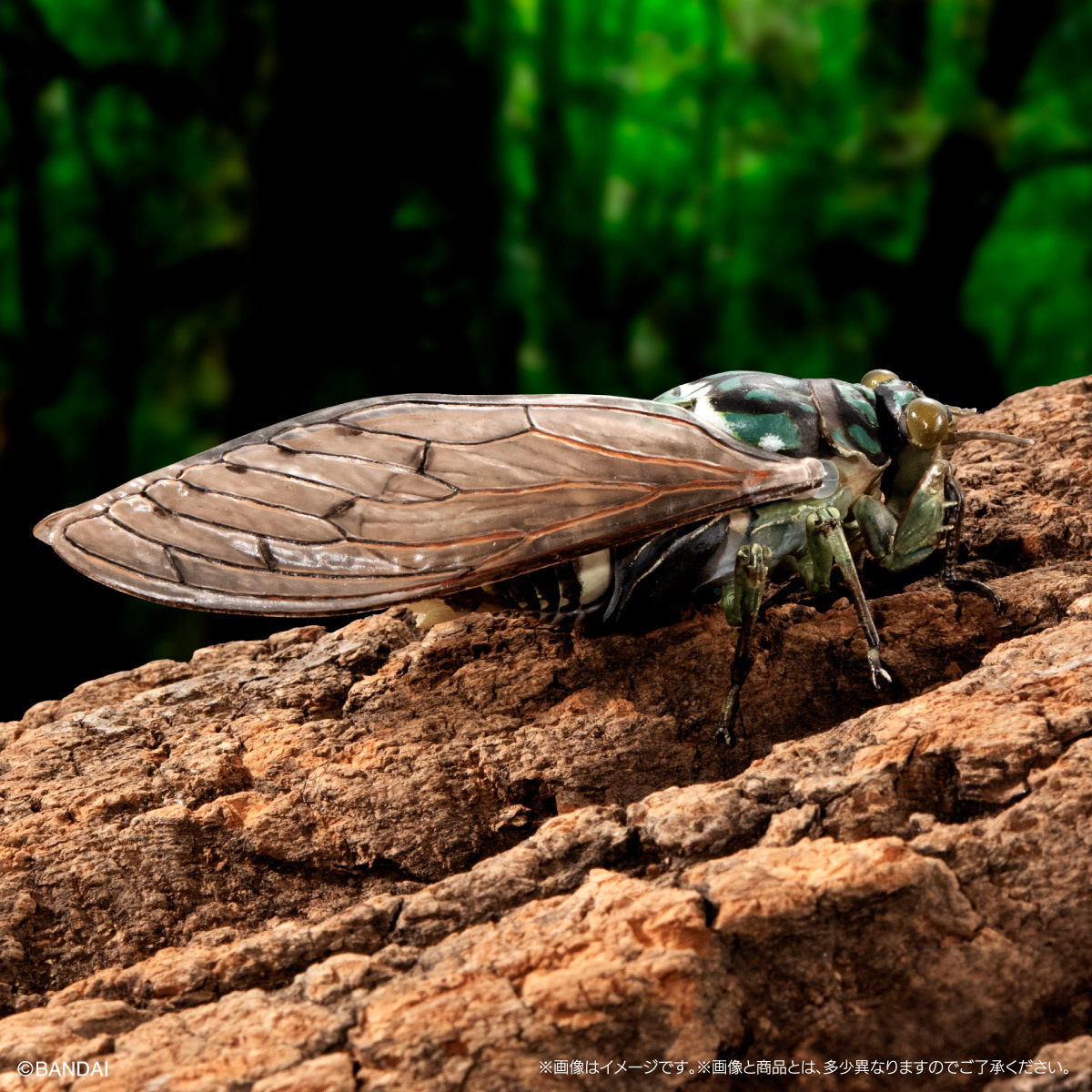 萬代『生物大圖鑑Ultimate 蟬01 展示架套組』附有木頭型支架 夏天就是要抓蟬啊！