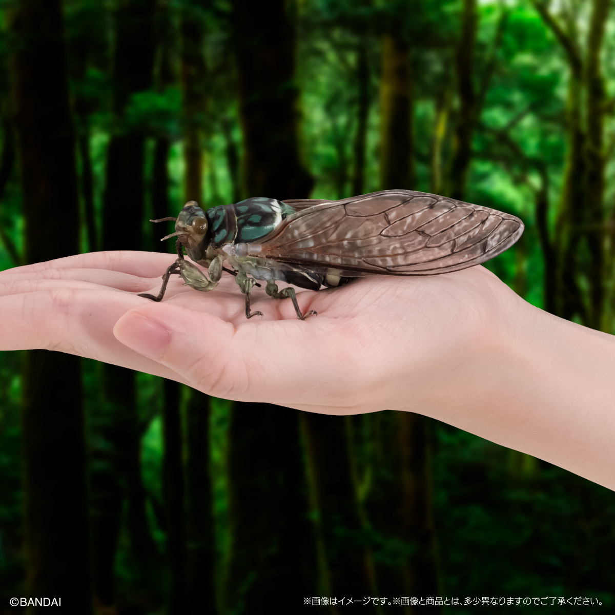 萬代『生物大圖鑑Ultimate 蟬01 展示架套組』附有木頭型支架 夏天就是要抓蟬啊！