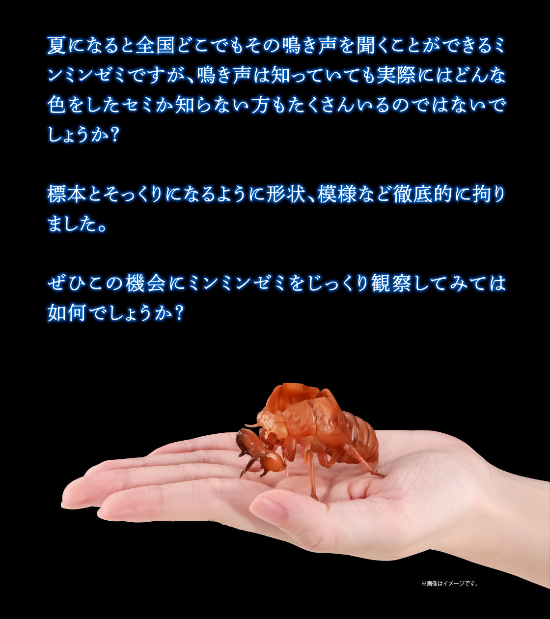 萬代『生物大圖鑑Ultimate 蟬01 展示架套組』附有木頭型支架 夏天就是要抓蟬啊！