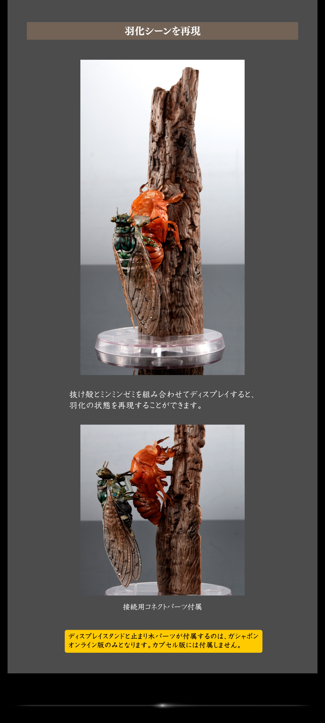 萬代『生物大圖鑑Ultimate 蟬01 展示架套組』附有木頭型支架 夏天就是要抓蟬啊！