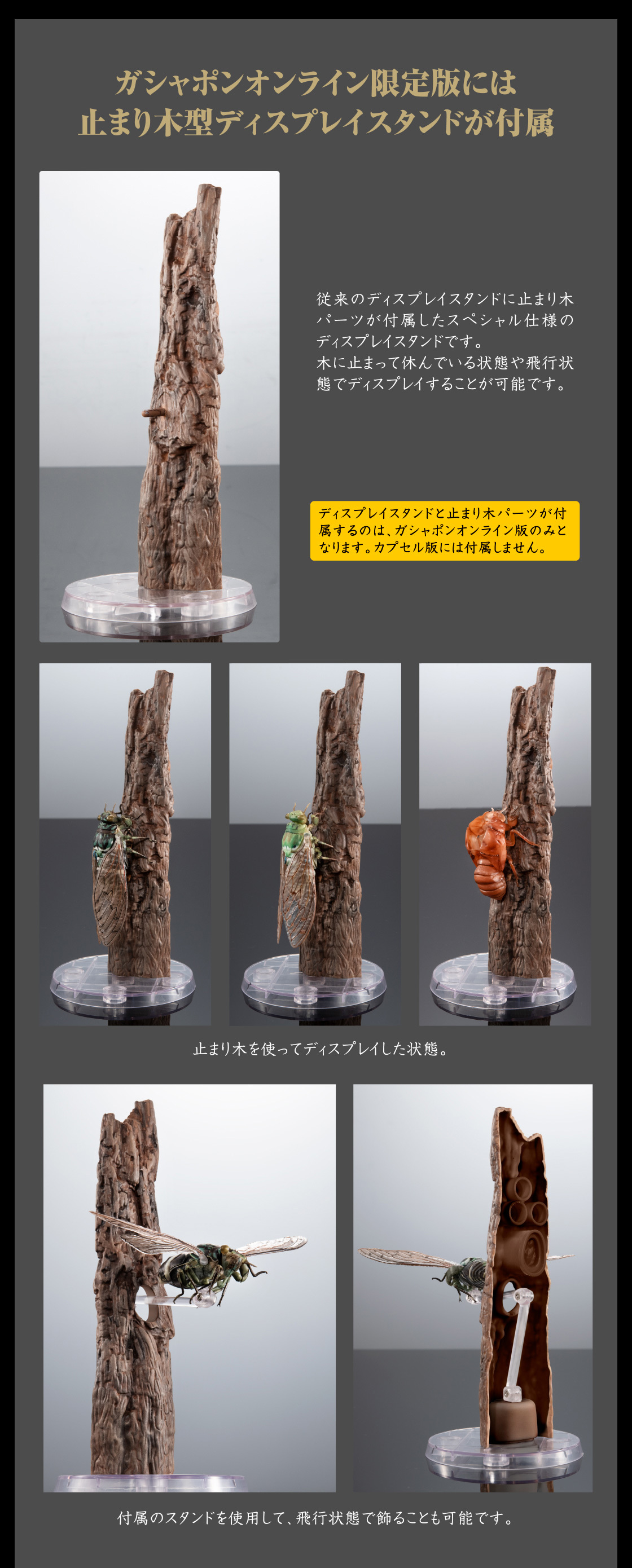 萬代『生物大圖鑑Ultimate 蟬01 展示架套組』附有木頭型支架 夏天就是要抓蟬啊！