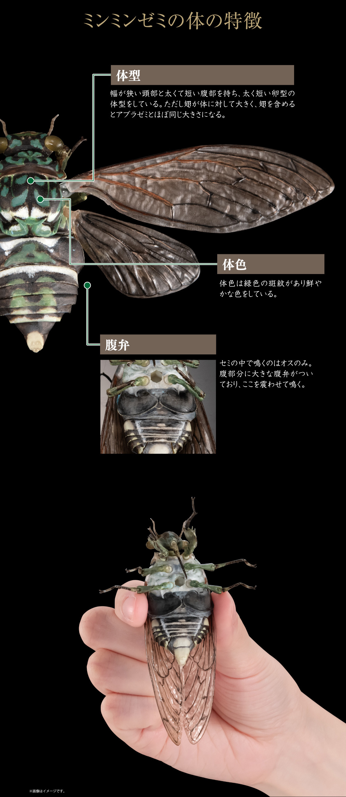 萬代『生物大圖鑑Ultimate 蟬01 展示架套組』附有木頭型支架 夏天就是要抓蟬啊！