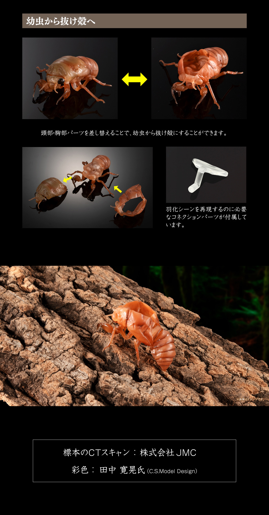 萬代『生物大圖鑑Ultimate 蟬01 展示架套組』附有木頭型支架 夏天就是要抓蟬啊！