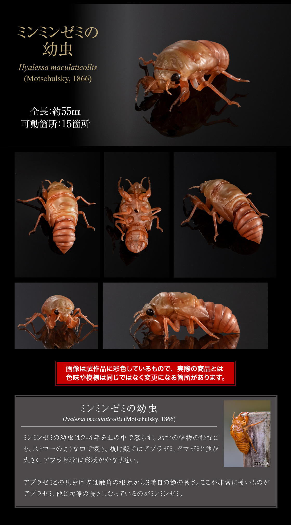 萬代『生物大圖鑑Ultimate 蟬01 展示架套組』附有木頭型支架 夏天就是要抓蟬啊！