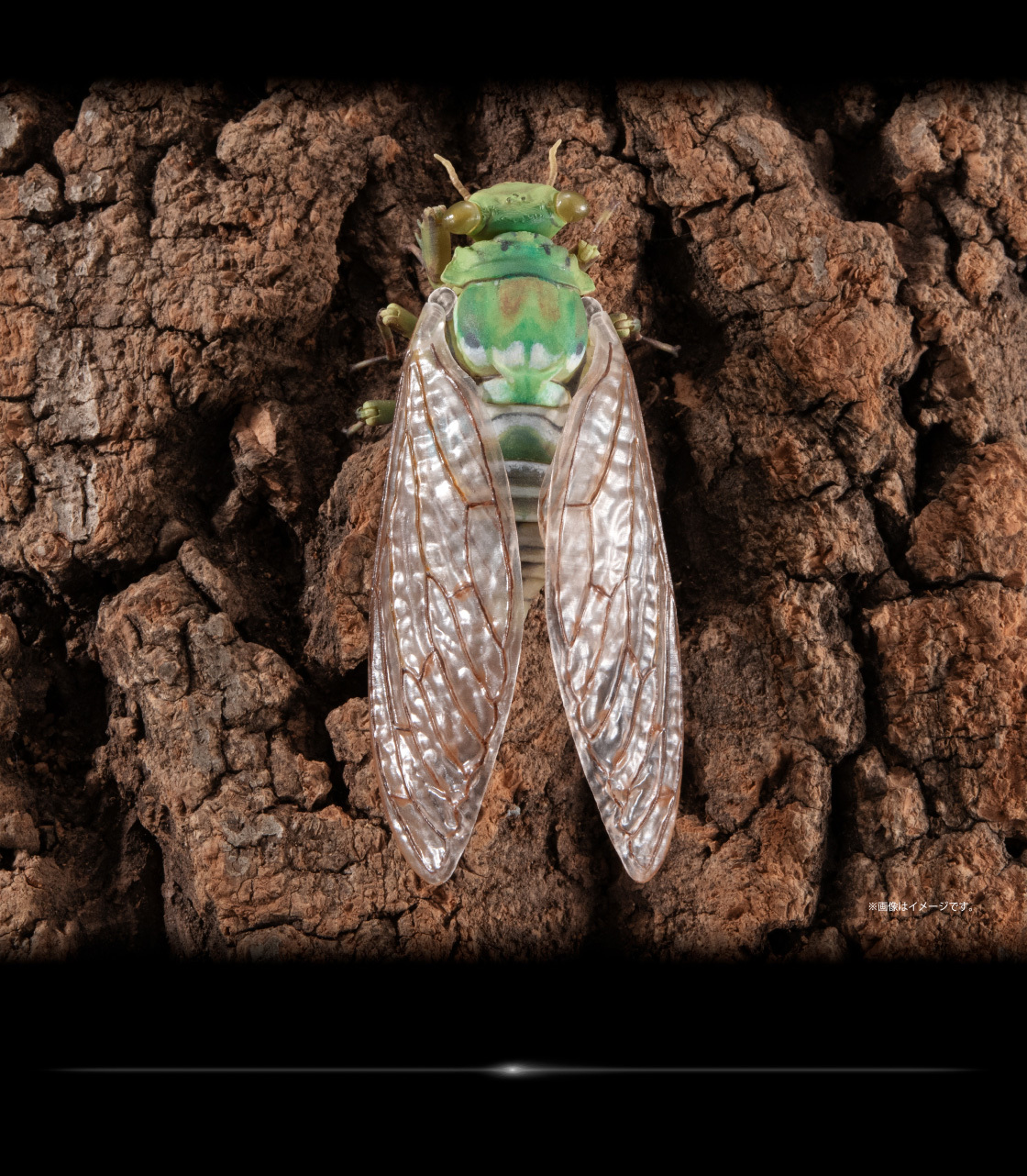 萬代『生物大圖鑑Ultimate 蟬01 展示架套組』附有木頭型支架 夏天就是要抓蟬啊！