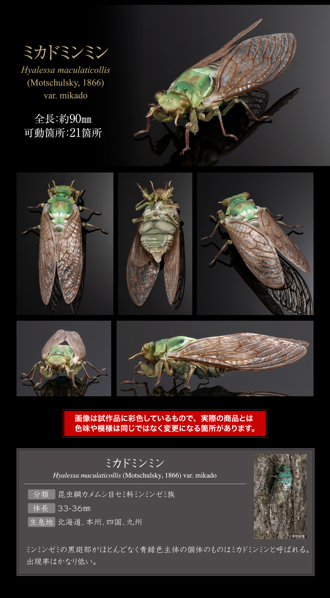 萬代『生物大圖鑑Ultimate 蟬01 展示架套組』附有木頭型支架 夏天就是要抓蟬啊！