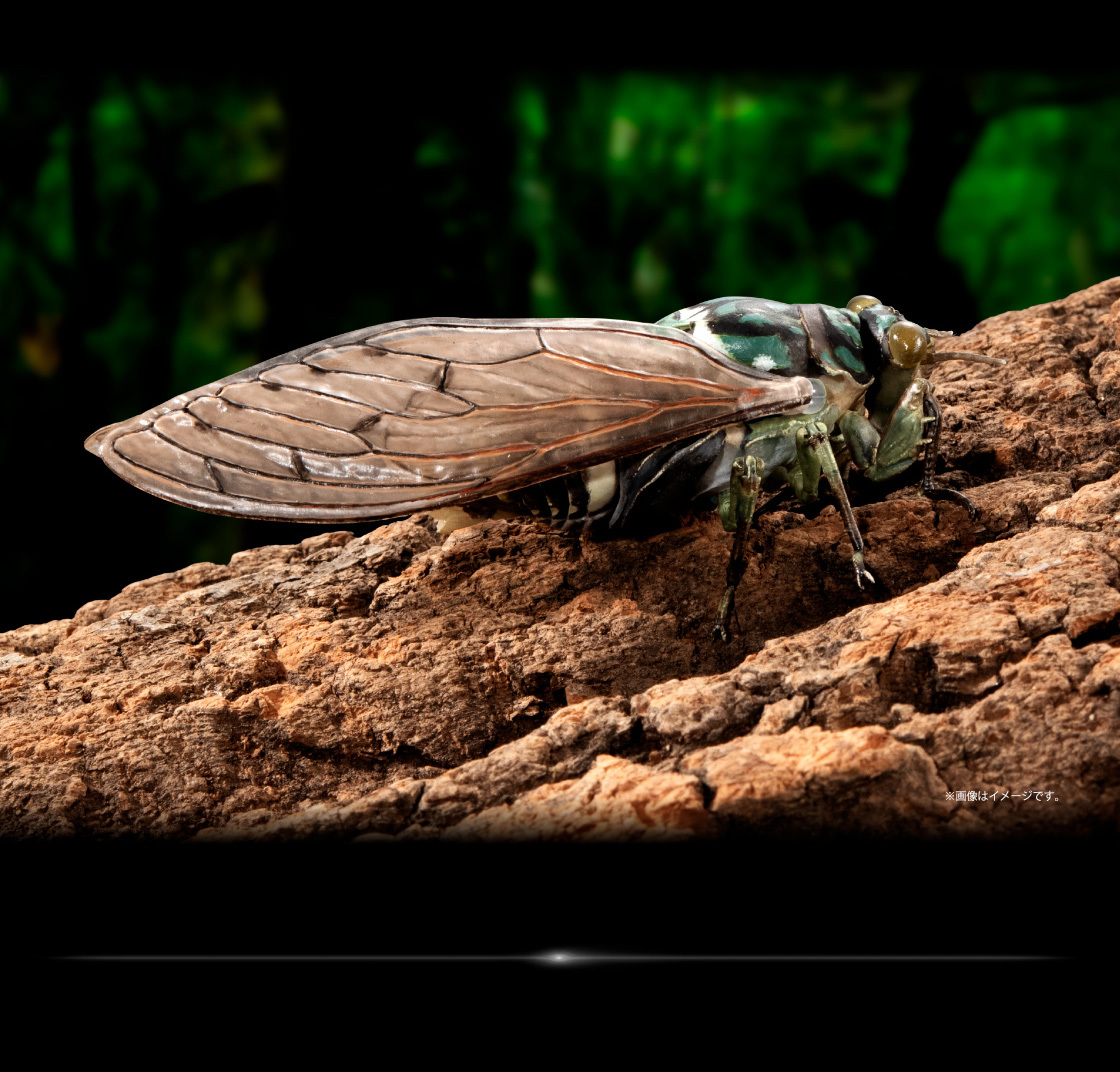 萬代『生物大圖鑑Ultimate 蟬01 展示架套組』附有木頭型支架 夏天就是要抓蟬啊！