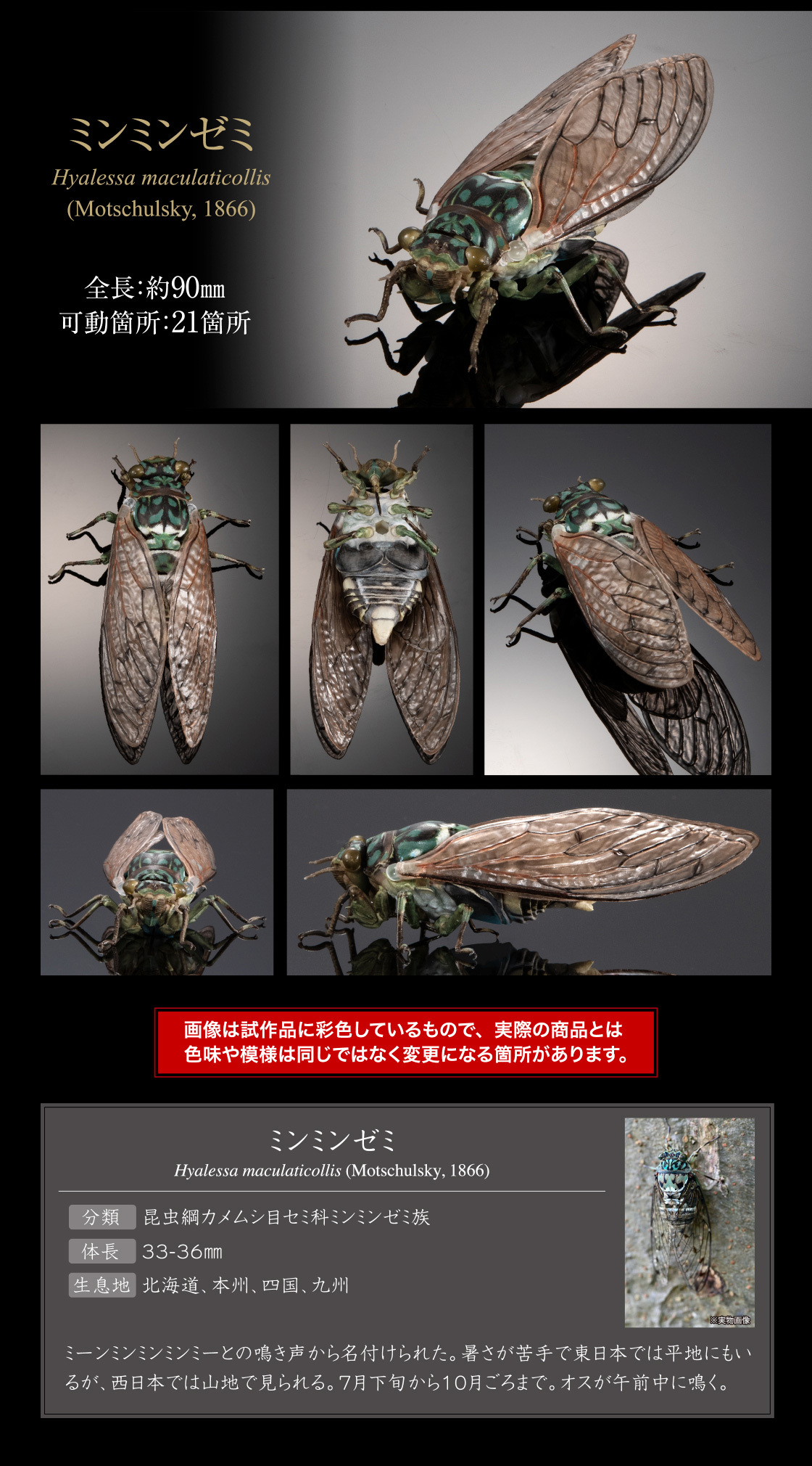 萬代『生物大圖鑑Ultimate 蟬01 展示架套組』附有木頭型支架 夏天就是要抓蟬啊！