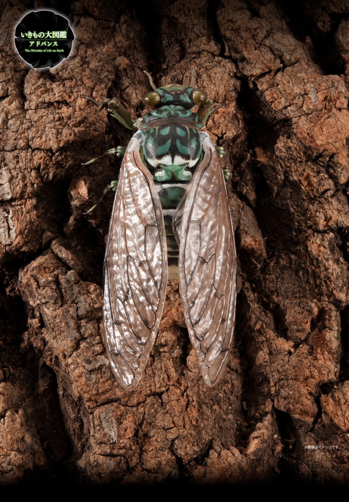 萬代『生物大圖鑑Ultimate 蟬01 展示架套組』附有木頭型支架 夏天就是要抓蟬啊!