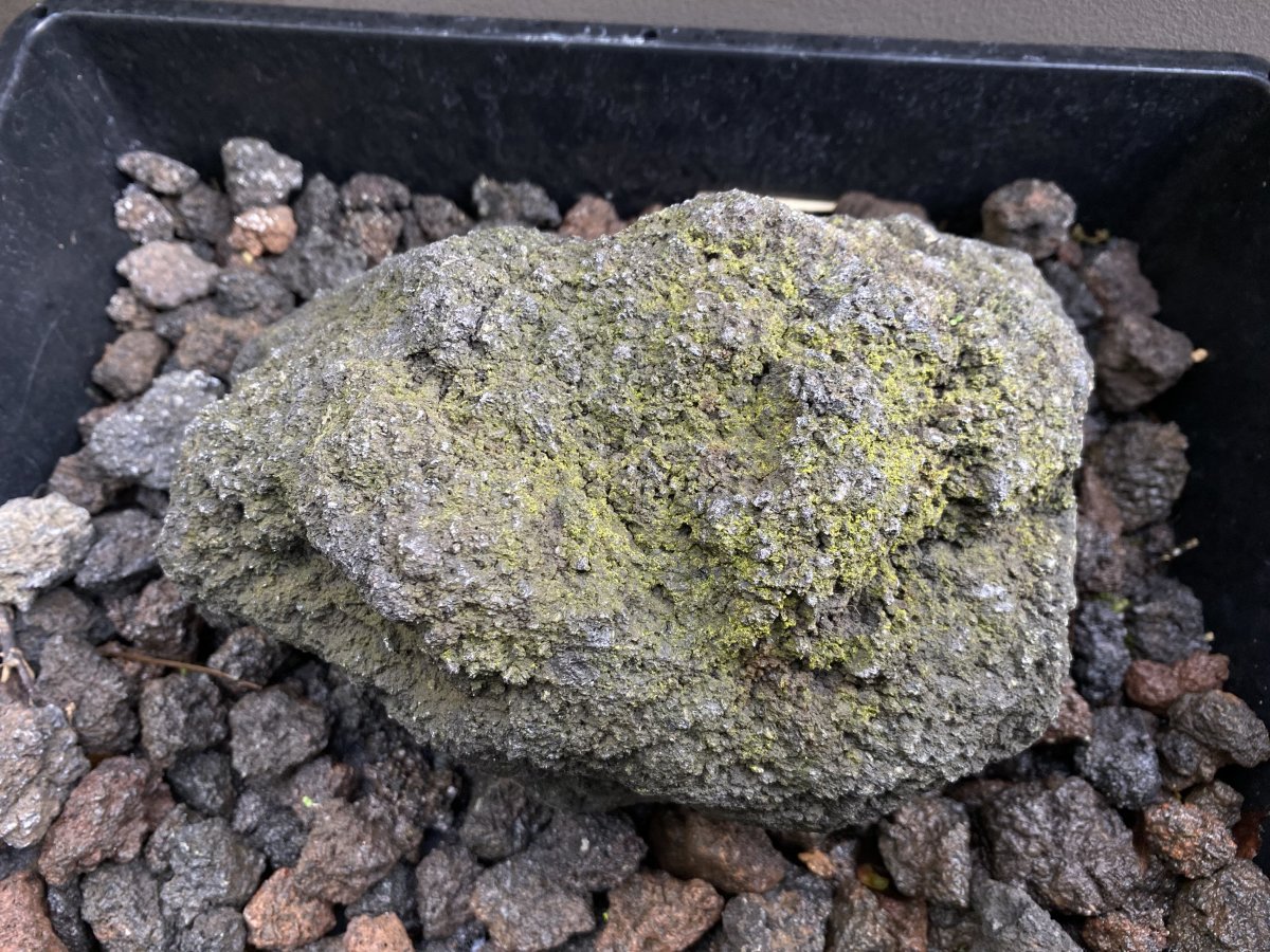 石頭長苔蘚需要花上多少時間？推主發起「苔蘚挑戰」每天為石頭澆水　挑戰結果讓人佩服堅定意志