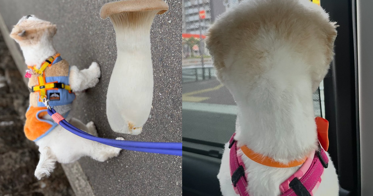 推主毛孩因長得像「杏鮑菇」意外在日網爆紅  可愛西施犬讓網友爆笑 : 真的是狗嗎…？